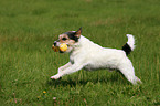 spielender Parson Russell Terrier