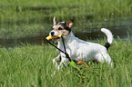 spielender Parson Russell Terrier