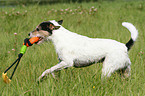 spielender Parson Russell Terrier