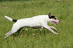 spielender Parson Russell Terrier