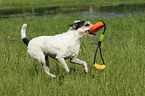 spielender Parson Russell Terrier