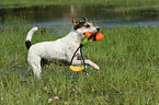 spielender Parson Russell Terrier