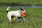 spielender Parson Russell Terrier