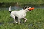 spielender Parson Russell Terrier