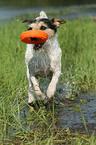 spielender Parson Russell Terrier