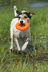 spielender Parson Russell Terrier