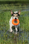 spielender Parson Russell Terrier