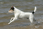 rennender Parson Russell Terrier