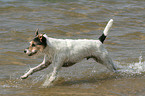 rennender Parson Russell Terrier