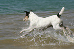 rennender Parson Russell Terrier