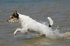 rennender Parson Russell Terrier