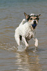 spielender Parson Russell Terrier