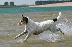 rennender Parson Russell Terrier