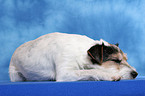 liegender Parson Russell Terrier