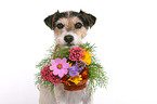 Parson Russell Terrier apportiert Blumenkorb