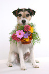 Parson Russell Terrier apportiert Blumenkorb