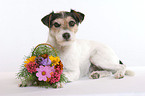 liegender Parson Russell Terrier