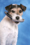 Parson Russell Terrier apportiert Handy