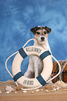 Parson Russell Terrier am Strand