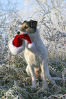 Parson Russell Terrier mit Weihnachtsmannmtze