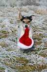 Parson Russell Terrier apportiert Weihnachtsmannmtze