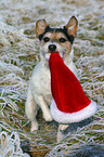 Parson Russell Terrier apportiert Weihnachtsmannmtze