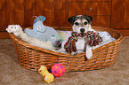 Parson Russell Terrier im Hundebett