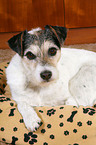 Parson Russell Terrier im Hundebett