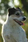 Parson Russell Terrier Portrait