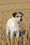 stehender Parson Russell Terrier auf dem Stoppelfeld