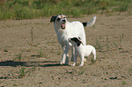 Parson Russell Terrier mit Welpe