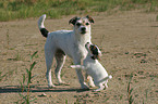 Parson Russell Terrier mit Welpe