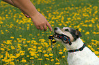 Parson Russell Terrier apportiert Leine