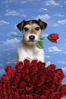 Parson Russell Terrier mit Rosen