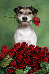 Parson Russell Terrier mit Rosen