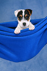 Parson Russell Terrier Welpe Portrait