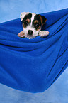 Parson Russell Terrier Welpe Portrait