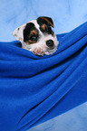Parson Russell Terrier Welpe Portrait
