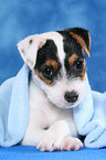 Parson Russell Terrier Welpe unter einer Decke