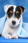 Parson Russell Terrier Welpe unter einer Decke