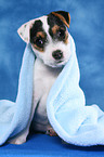 Parson Russell Terrier Welpe unter einer Decke