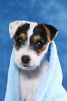 Parson Russell Terrier Welpe unter einer Decke