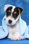 Parson Russell Terrier Welpe unter einer Decke