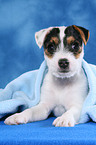 Parson Russell Terrier Welpe unter einer Decke