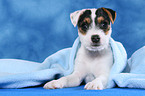 Parson Russell Terrier Welpe unter einer Decke