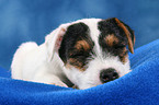 schlafender Parson Russell Terrier Welpe