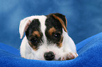 Pliegender Parson Russell Terrier Welpe