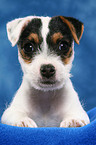 liegender Parson Russell Terrier Welpe