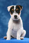 sitzender Parson Russell Terrier Welpe