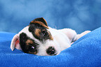 liegender Parson Russell Terrier Welpe